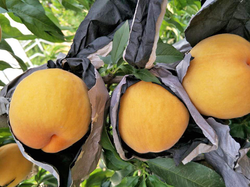 桃苗在冬季于塑料大棚或溫室內(nèi)進行育苗